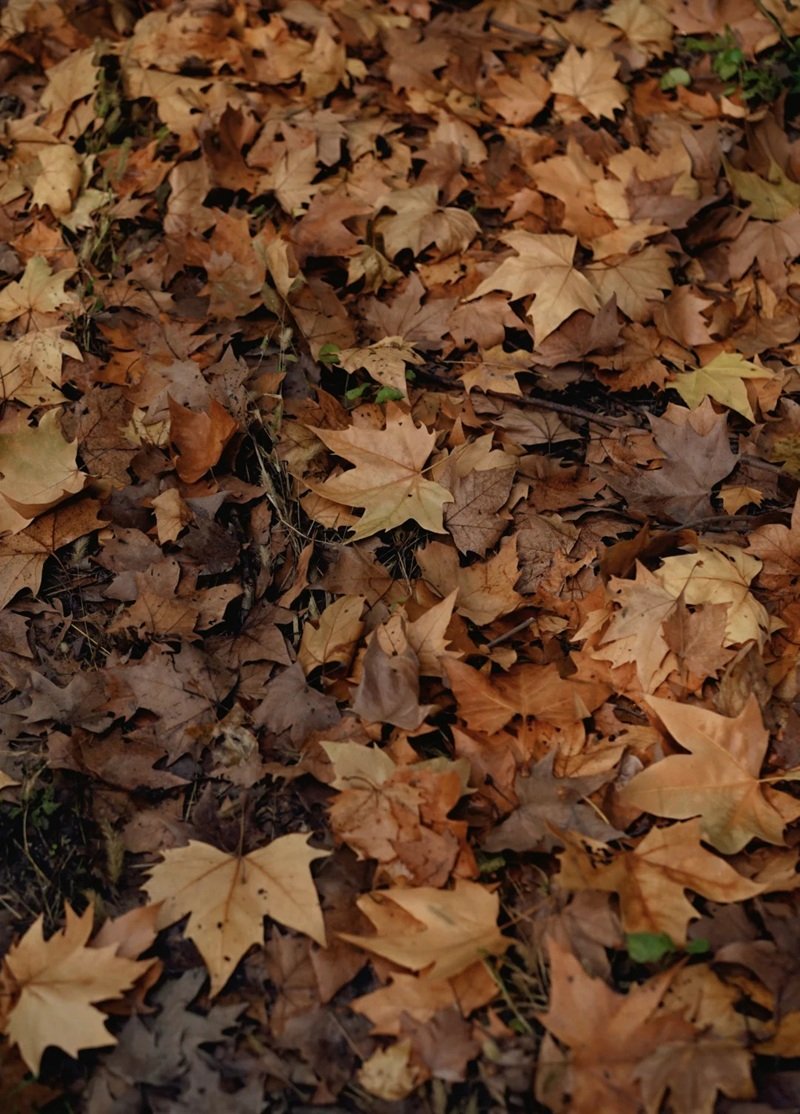 ảnh lá rụng buồn 14