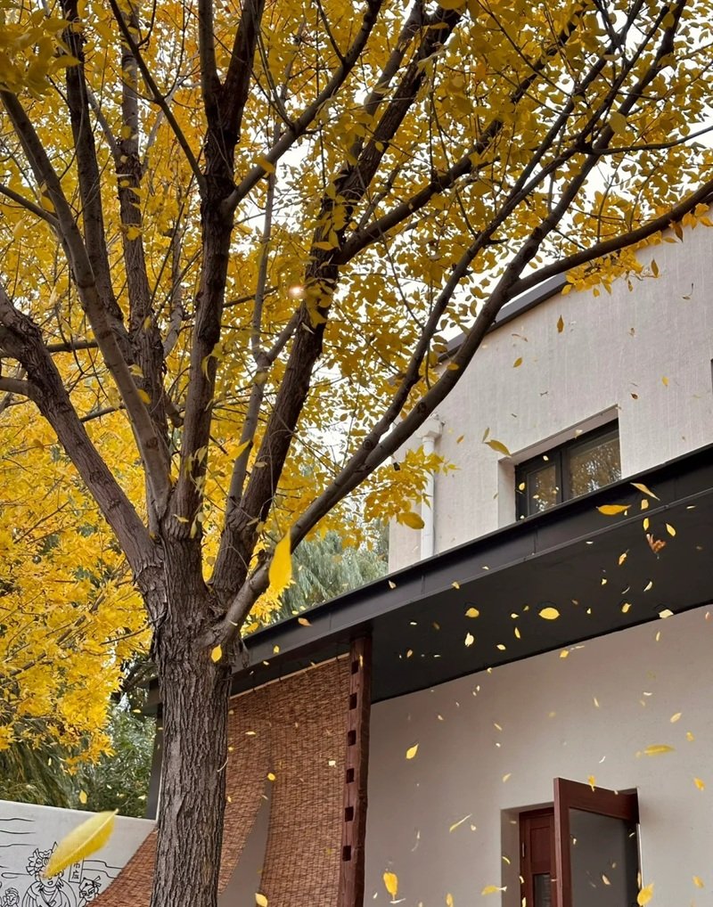 ảnh lá rụng buồn 17