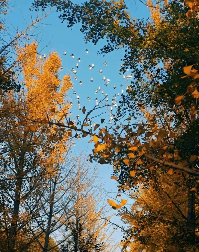 ảnh lá rụng buồn 20