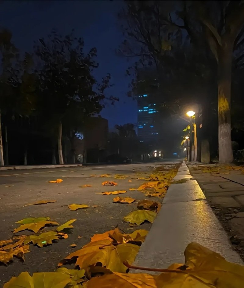 ảnh lá rụng buồn 27