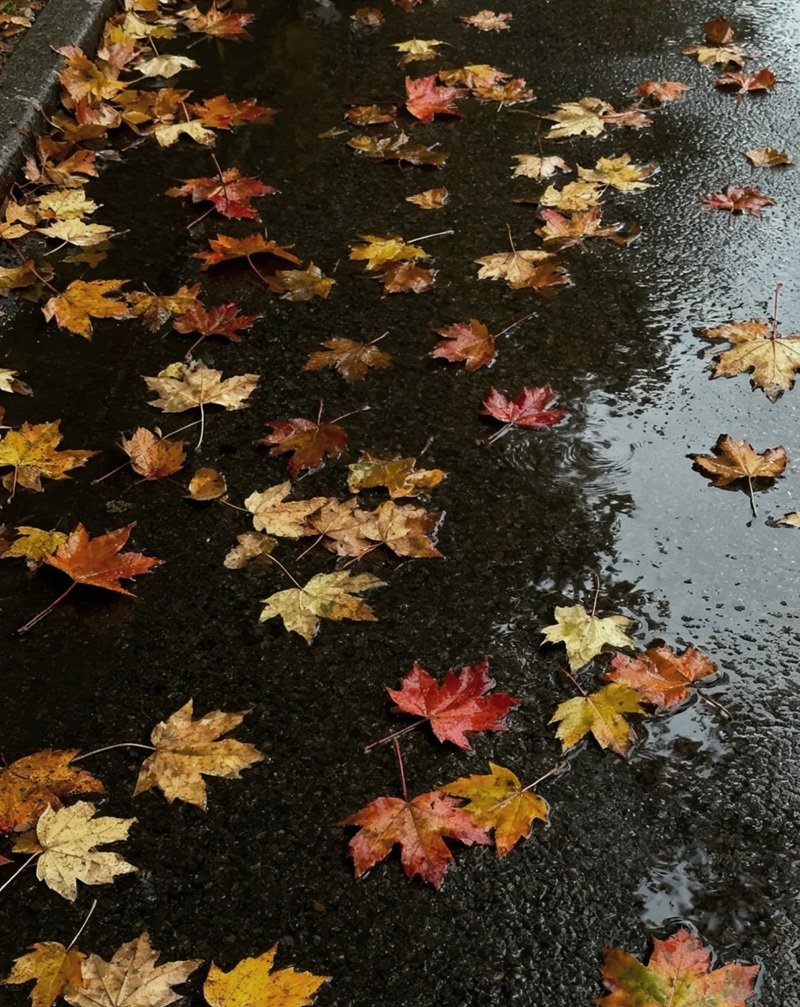 ảnh lá rụng buồn 33