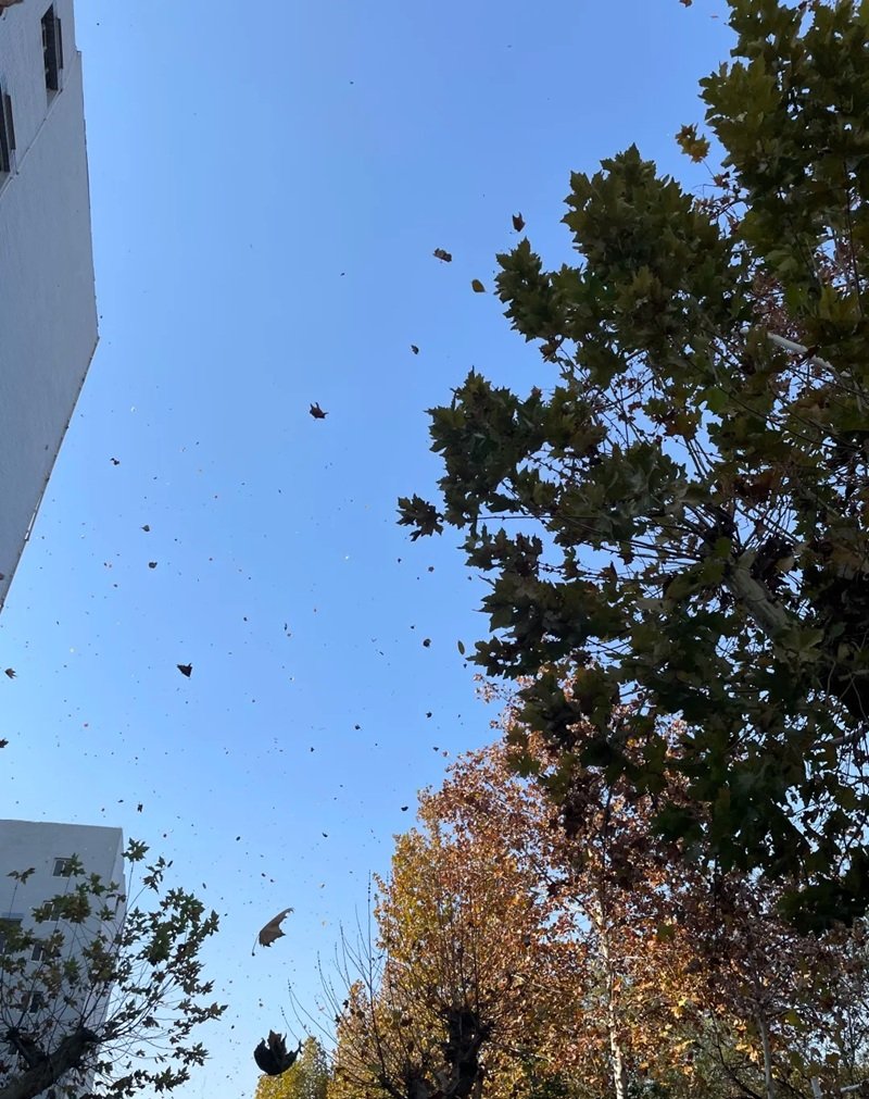 ảnh lá rụng buồn 35