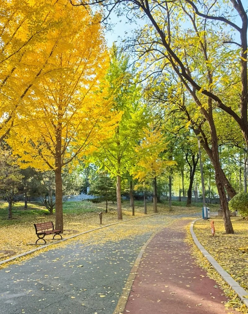 ảnh lá rụng buồn 39