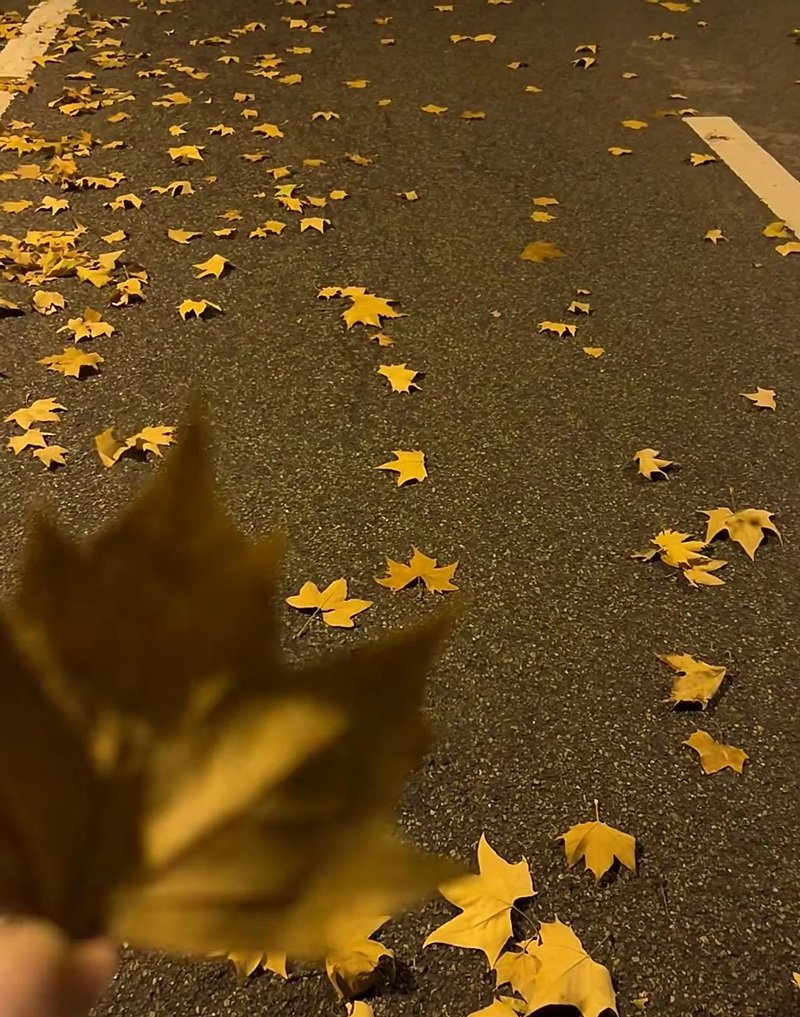 ảnh lá rụng buồn 41