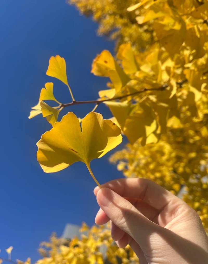 ảnh lá rụng buồn 7