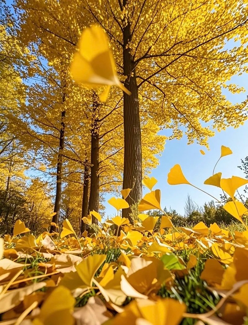 ảnh lá rụng buồn 8