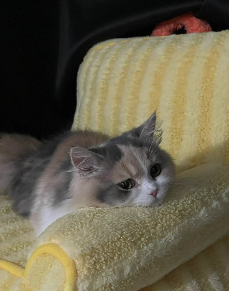 ảnh mèo buồn tâm trạng 19