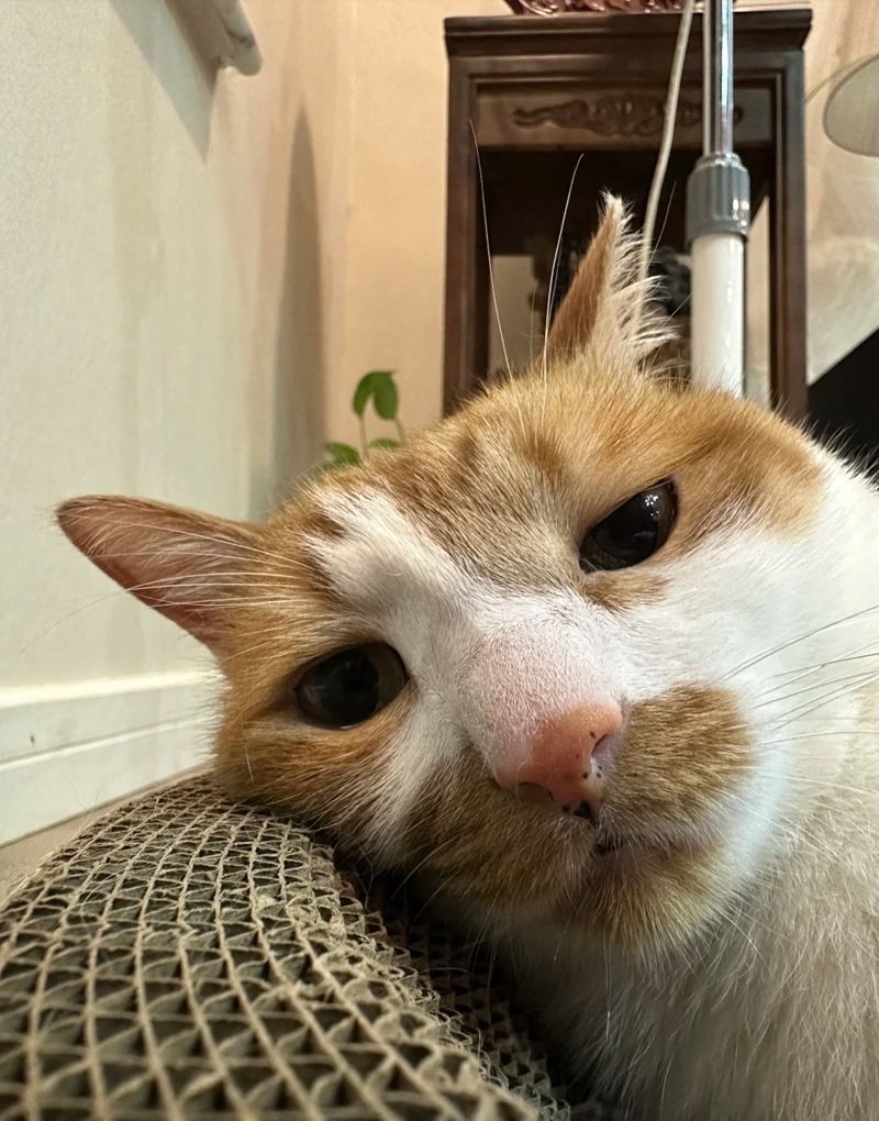 ảnh mèo buồn tâm trạng 21