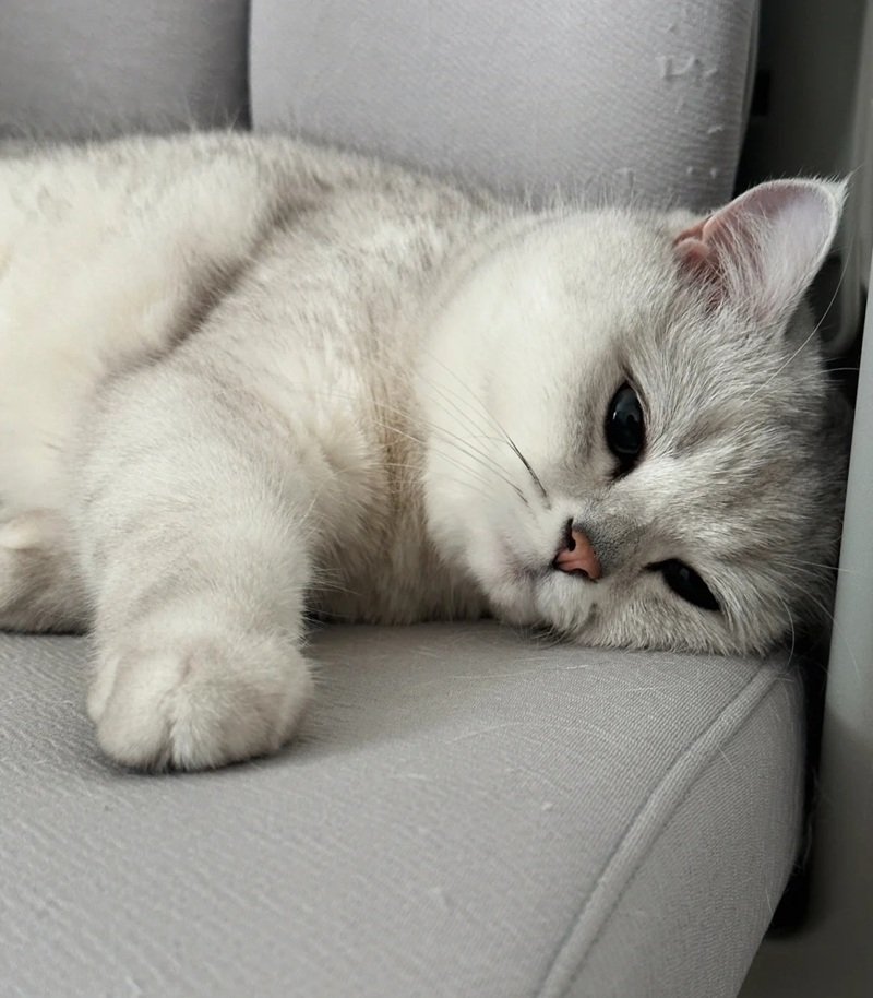 ảnh mèo buồn tâm trạng 34