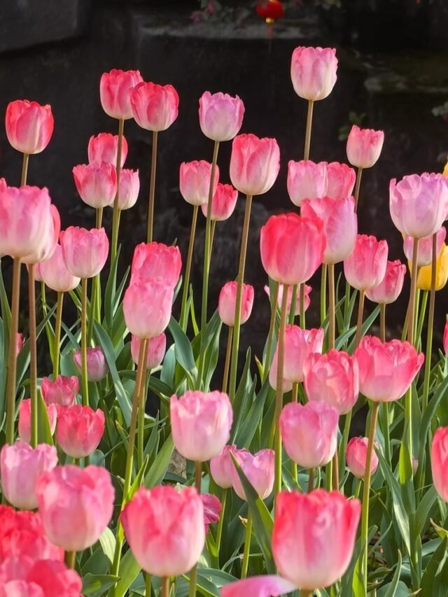 90+ ảnh hoa tulip buồn – Nơi cảm xúc được thả trôi