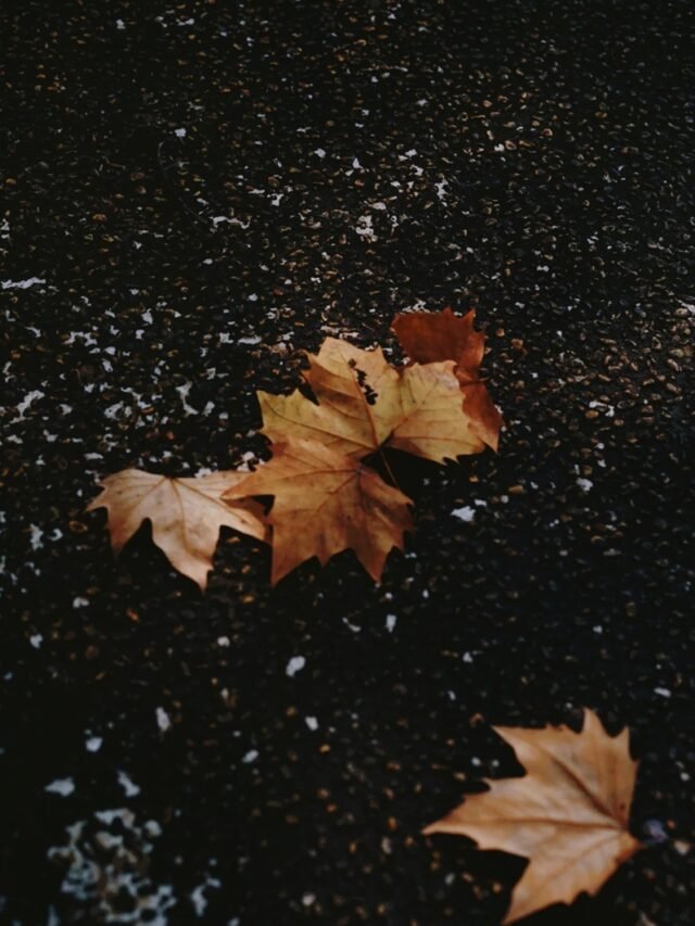 Cảm xúc lặng lẽ qua từng ảnh lá rụng buồn