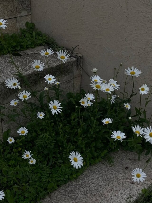 88+ hình ảnh hoa cúc trắng buồn – Dành cho tâm hồn đang lạc