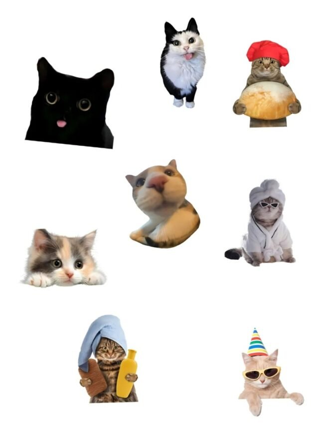 113+ Sticker hài cười tươi mỗi ngày, tải ngay!