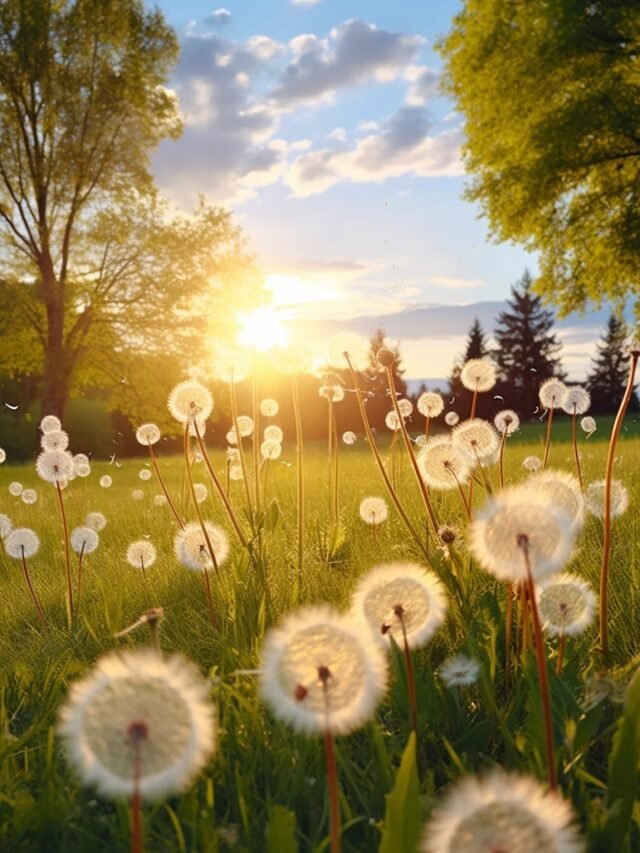 86+ Ảnh hoa bồ công anh buồn – Những cảm xúc mong manh