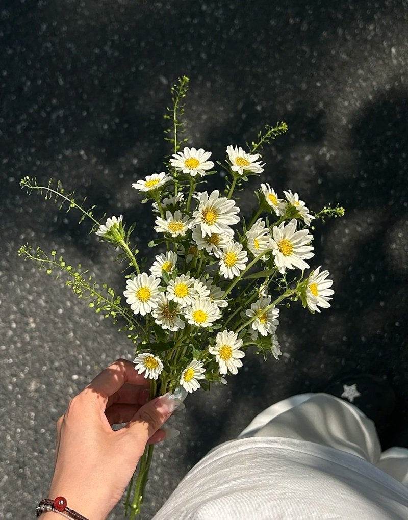 hình ảnh hoa cúc trắng buồn 14