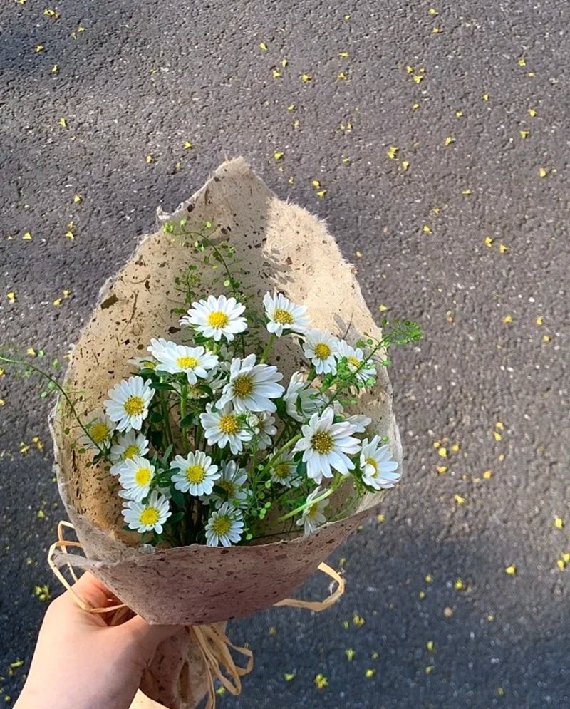 hình ảnh hoa cúc trắng buồn 16