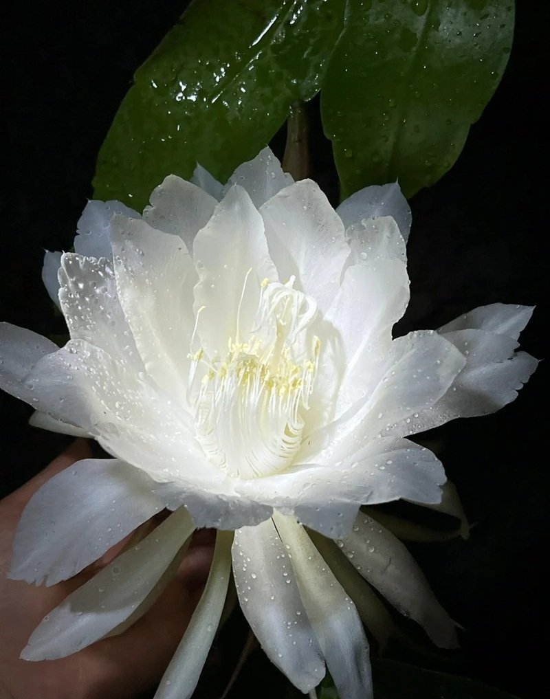 hình ảnh hoa cúc trắng buồn 19