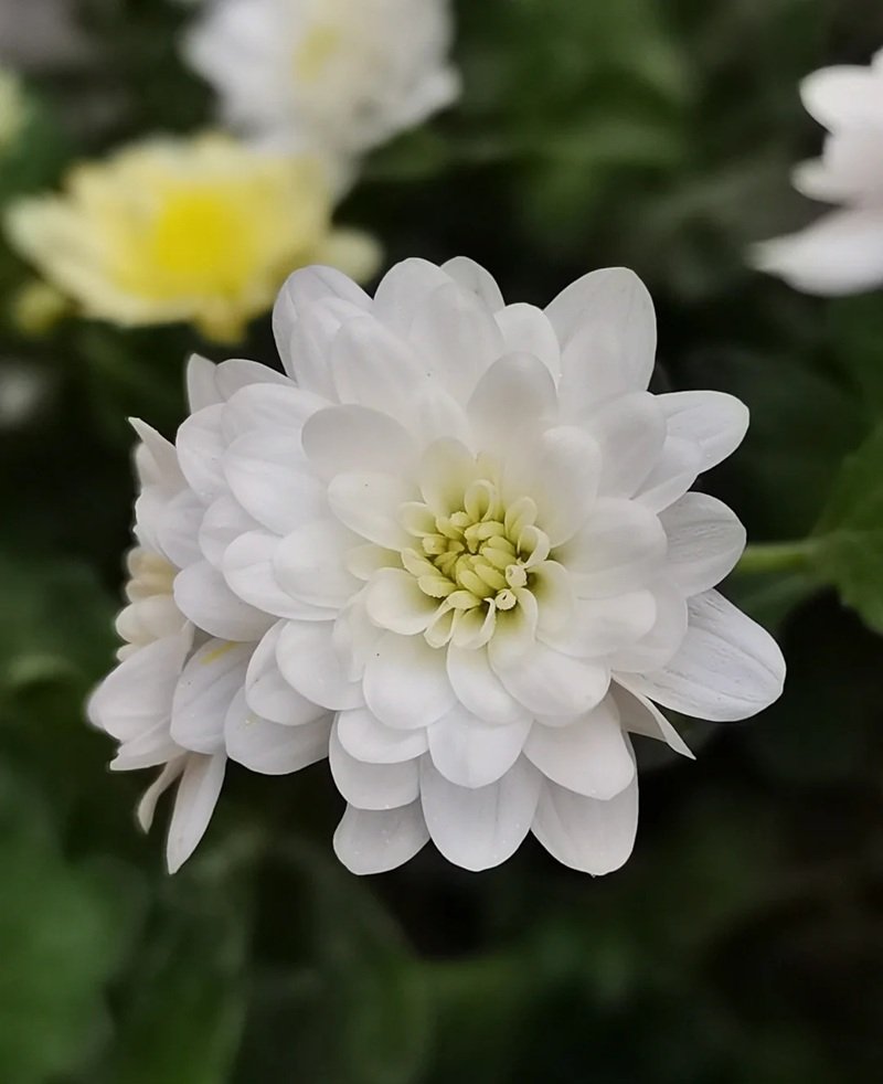 hình ảnh hoa cúc trắng buồn 24