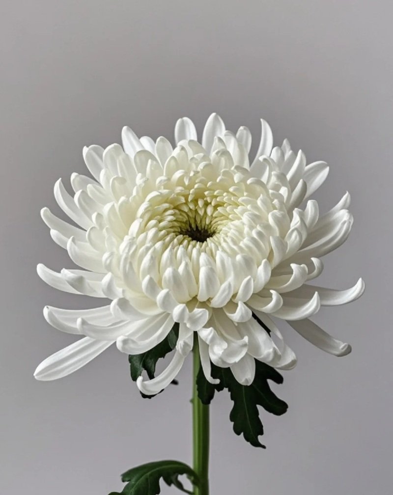 hình ảnh hoa cúc trắng buồn 34