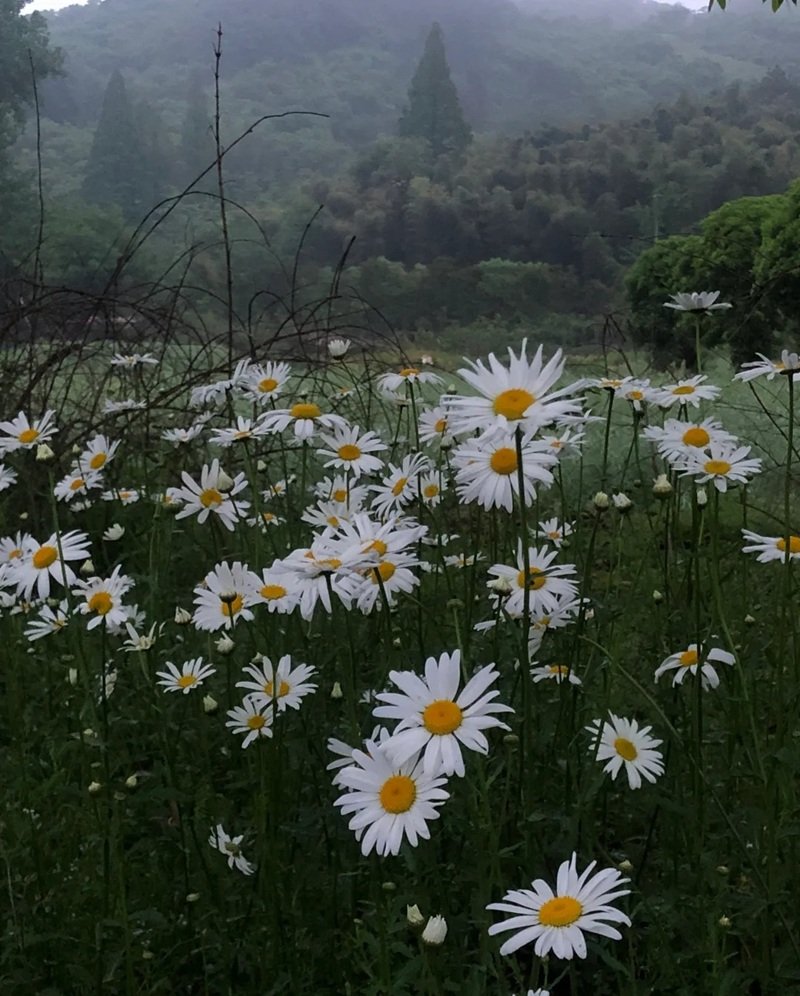 hình ảnh hoa cúc trắng buồn 35