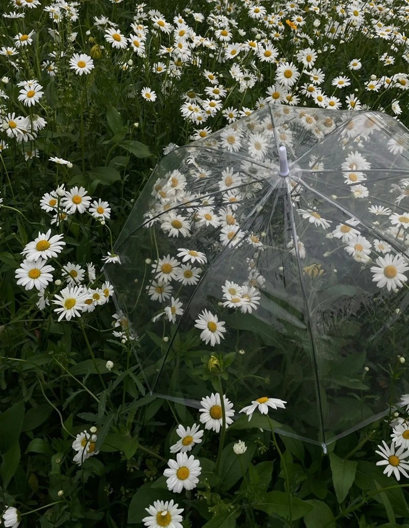 hình ảnh hoa cúc trắng buồn 39