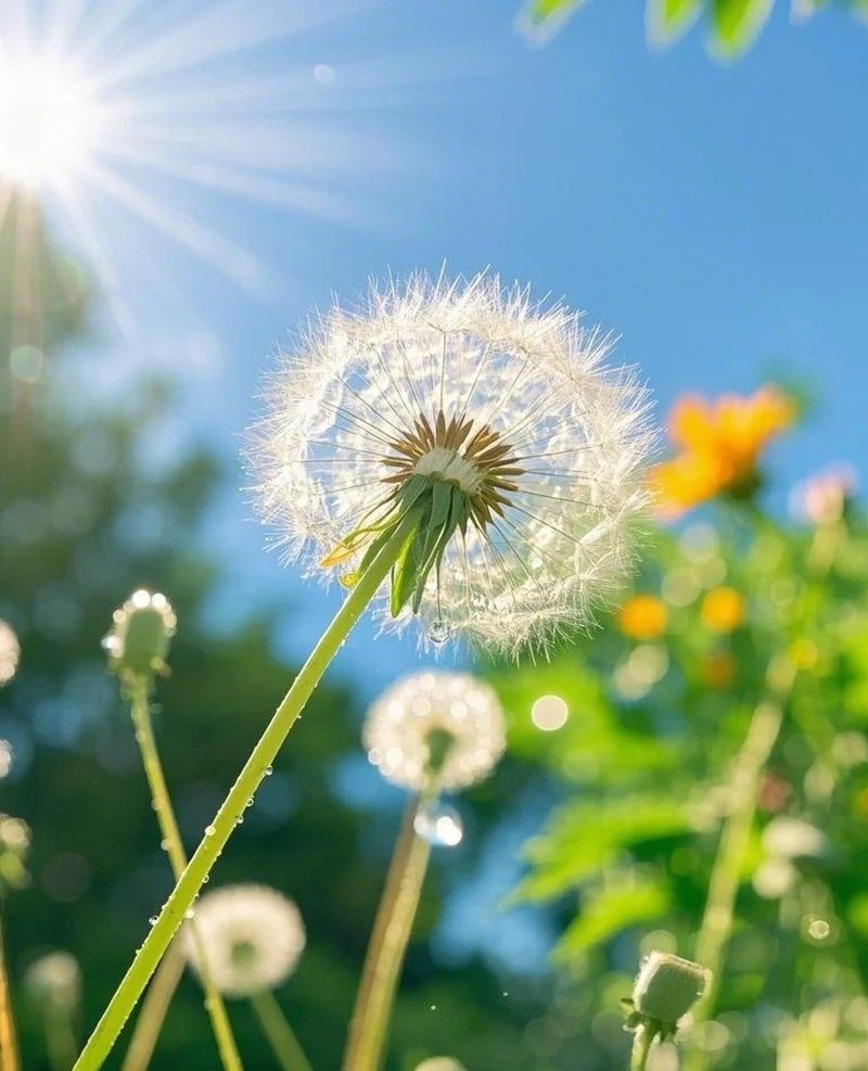 hoa bồ công anh buồn 1