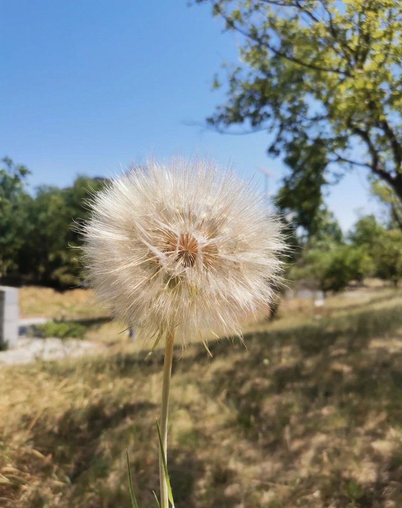 hoa bồ công anh buồn 10