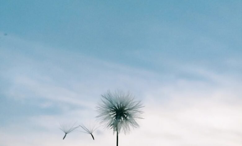 hoa bồ công anh buồn 15