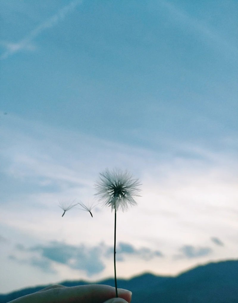 hoa bồ công anh buồn 15