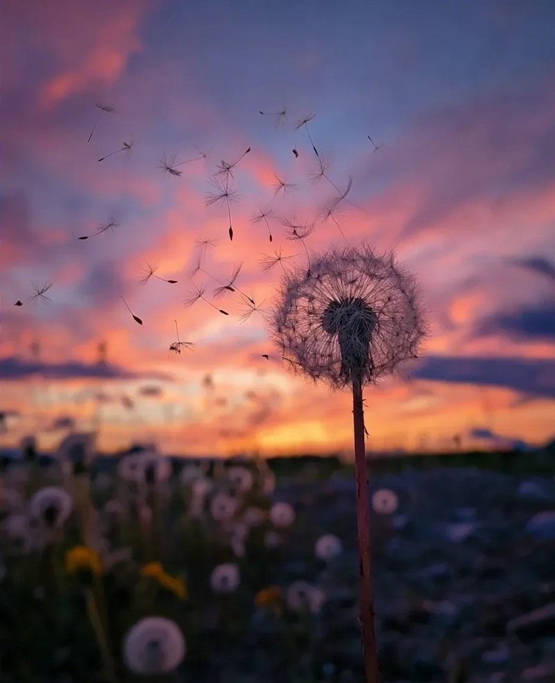 hoa bồ công anh buồn 16