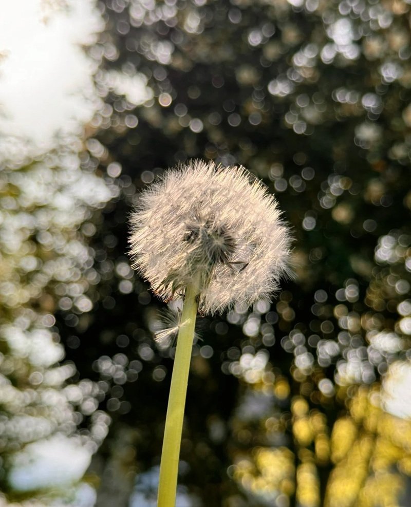 hoa bồ công anh buồn 2