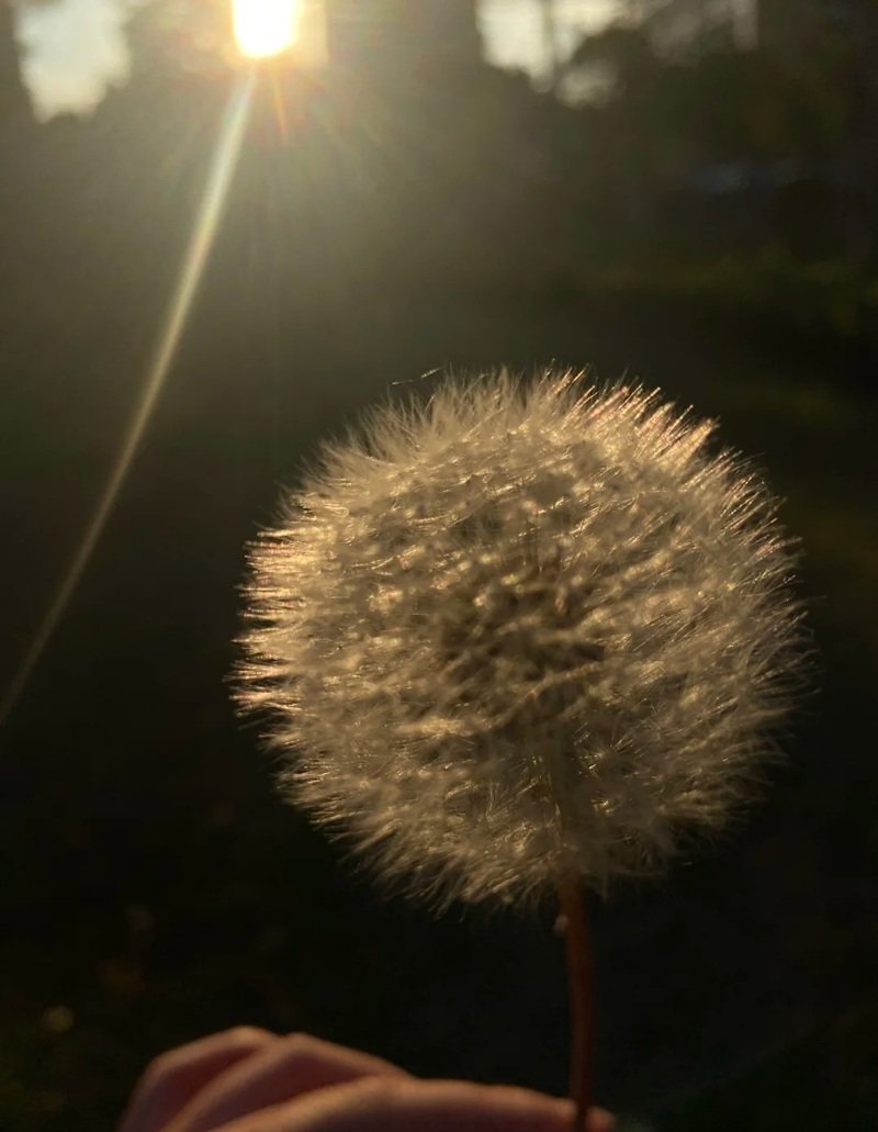 hoa bồ công anh buồn 3