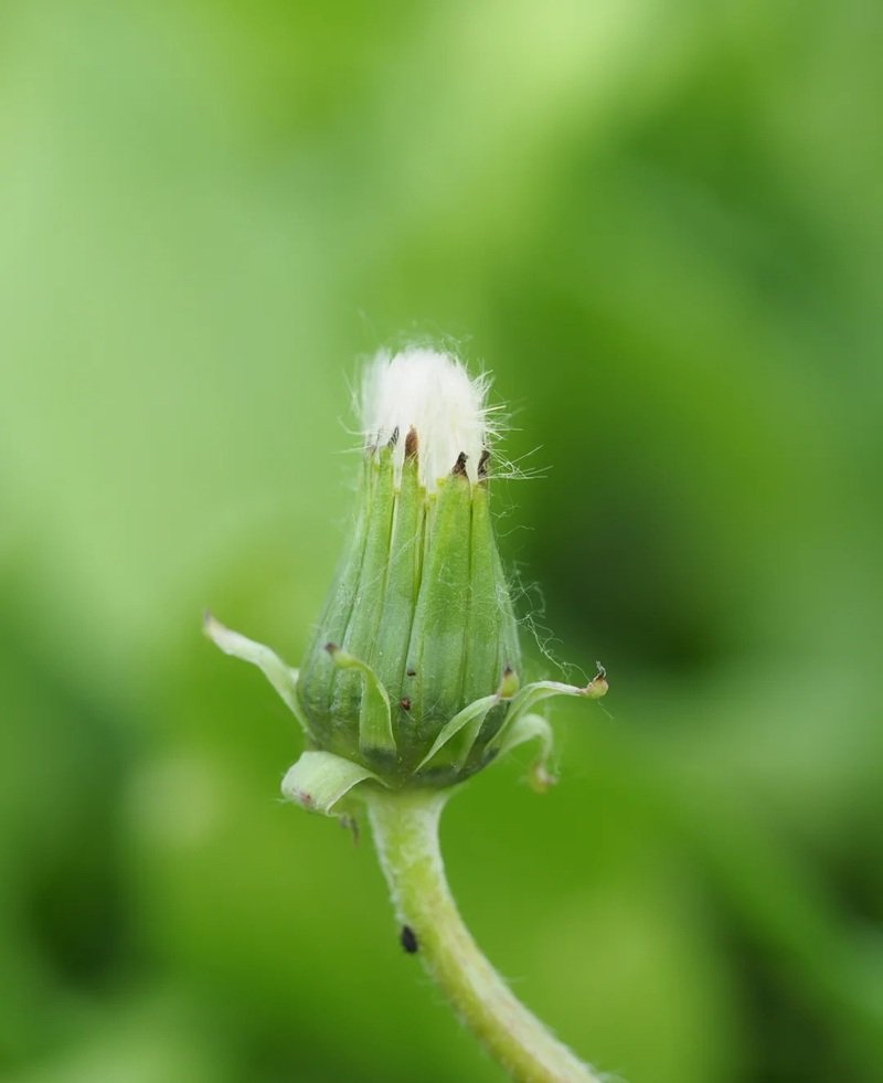 hoa bồ công anh buồn 30