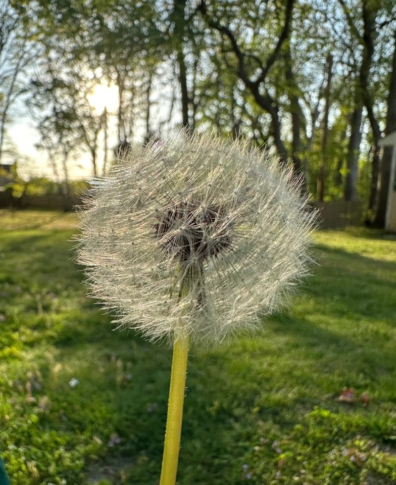 hoa bồ công anh buồn 32