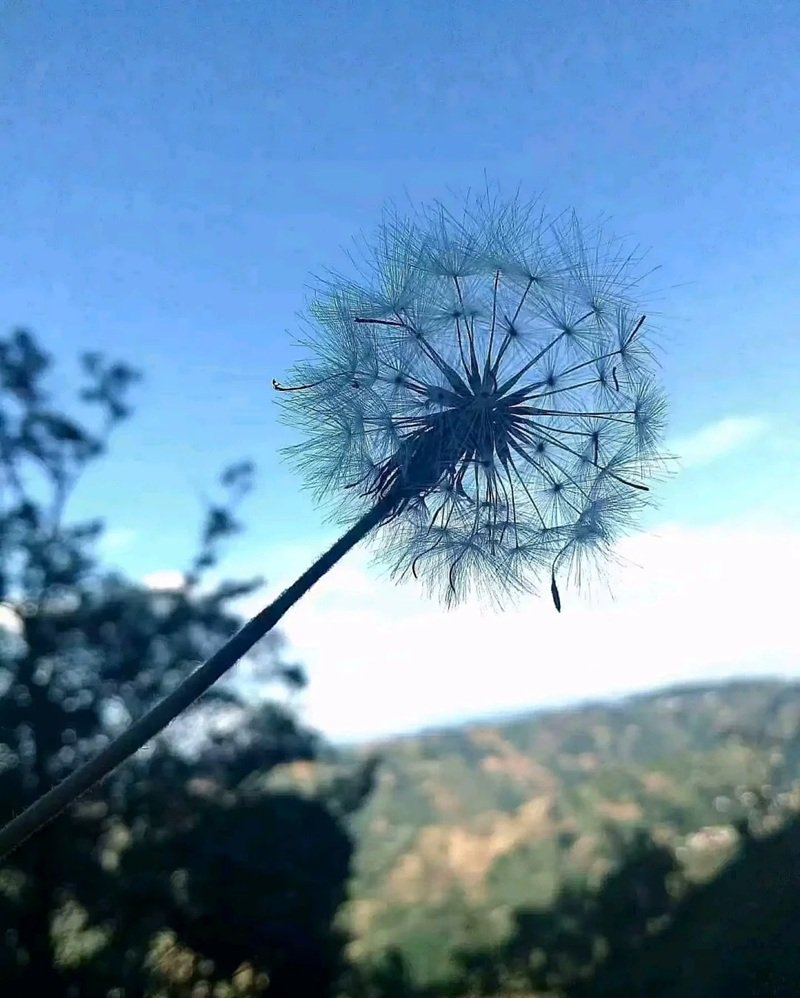 hoa bồ công anh buồn 34