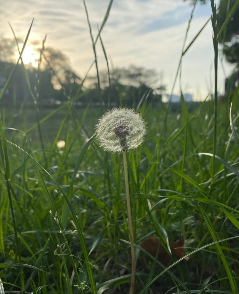 hoa bồ công anh buồn 36