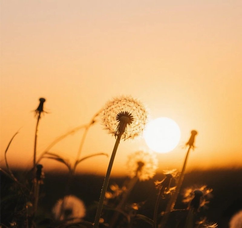 hoa bồ công anh buồn 37