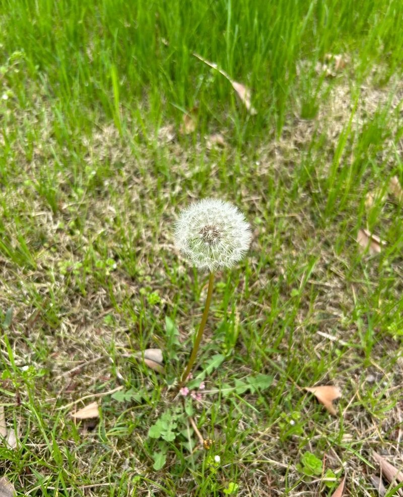 hoa bồ công anh buồn 39