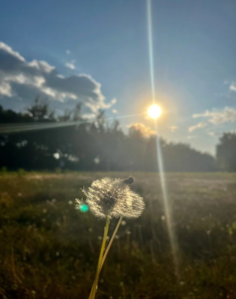 hoa bồ công anh buồn 4