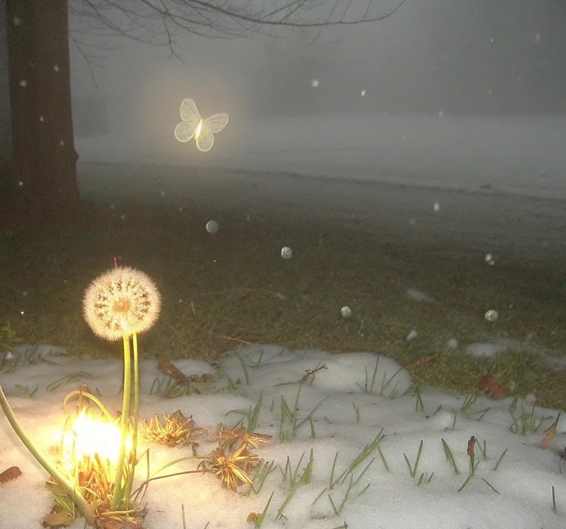 hoa bồ công anh buồn 5