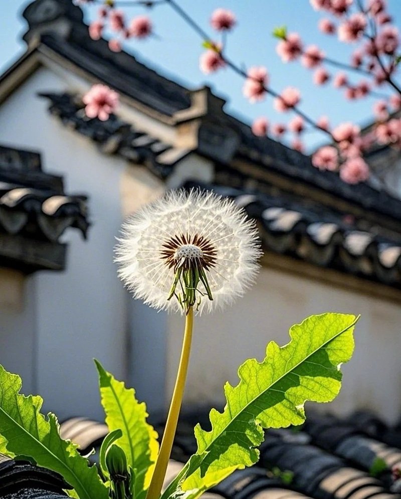 hoa bồ công anh buồn 9