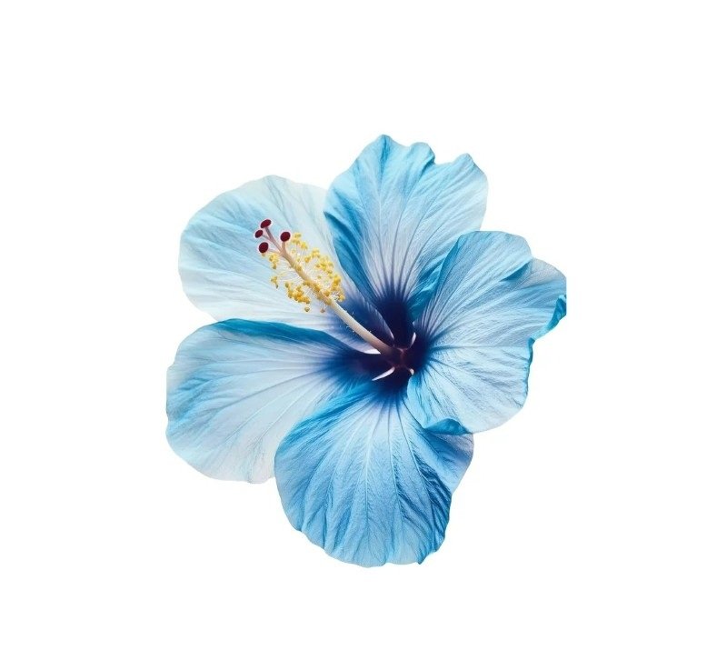 sticker bông hoa 19