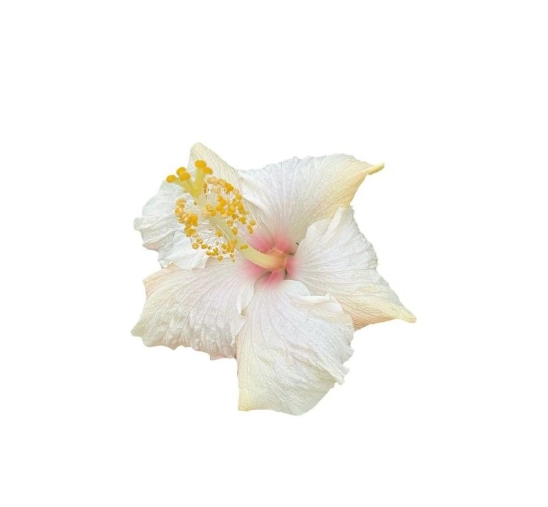 sticker bông hoa 28