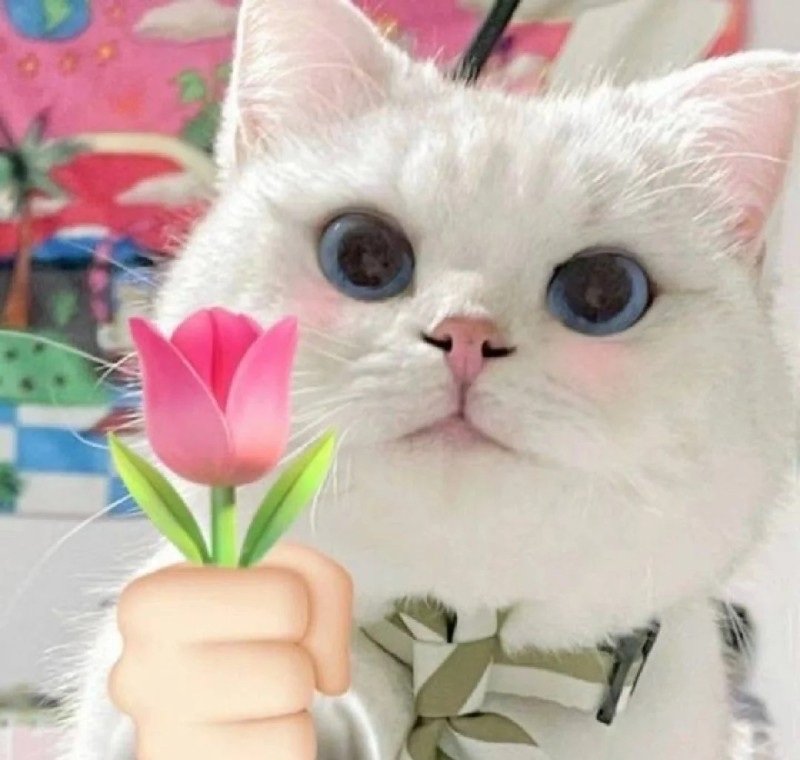 sticker mèo messenger