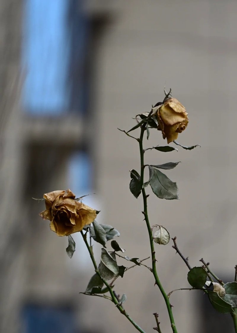 tâm trạng ảnh hoa buồn 1