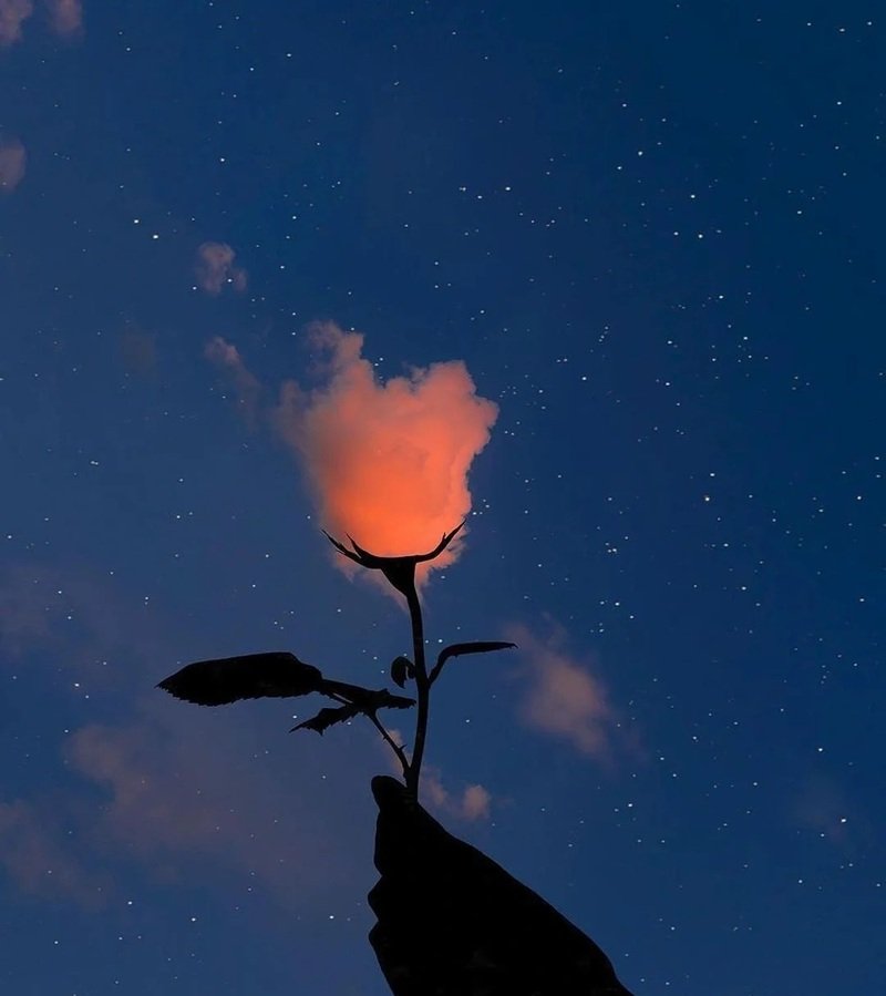 tâm trạng ảnh hoa buồn 16