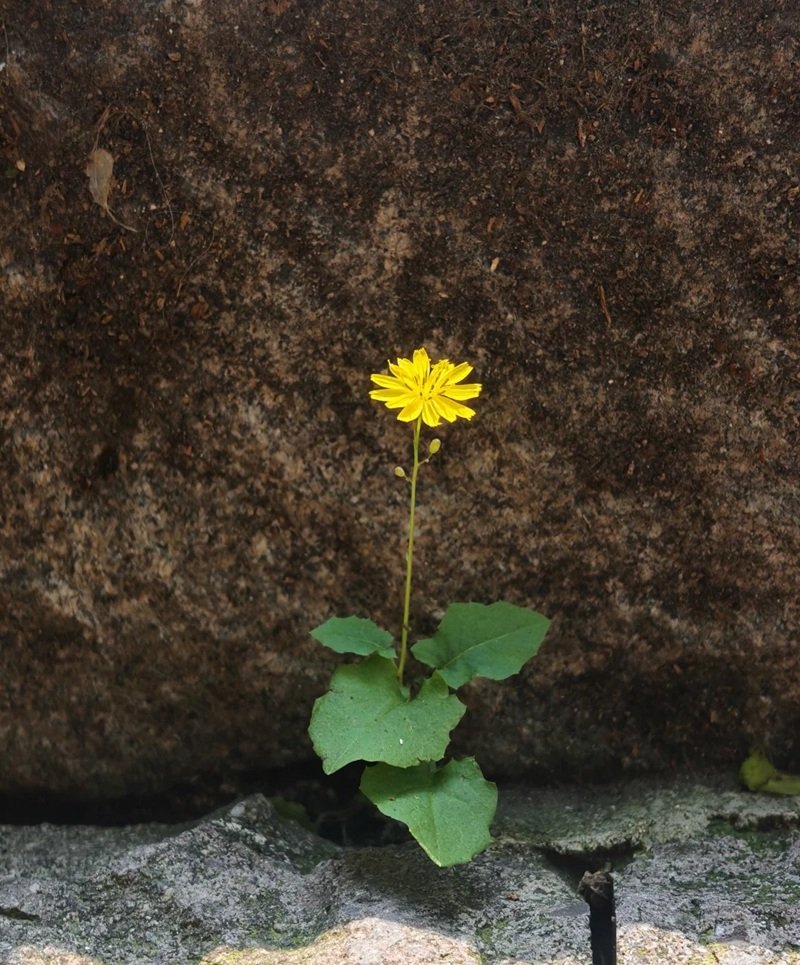 tâm trạng ảnh hoa buồn 17