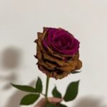 tâm trạng ảnh hoa buồn 23