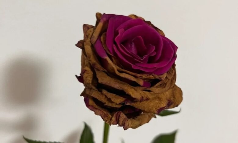 tâm trạng ảnh hoa buồn 23