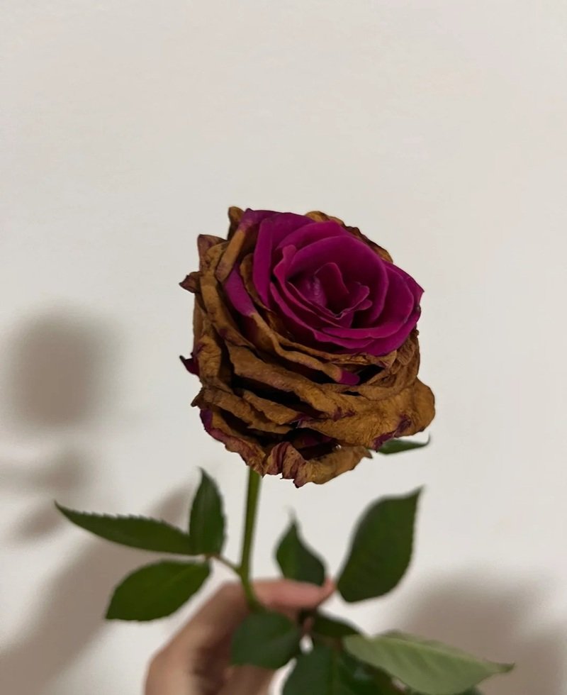 tâm trạng ảnh hoa buồn 23